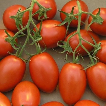 Ecoflora Tomate De Bérao semences