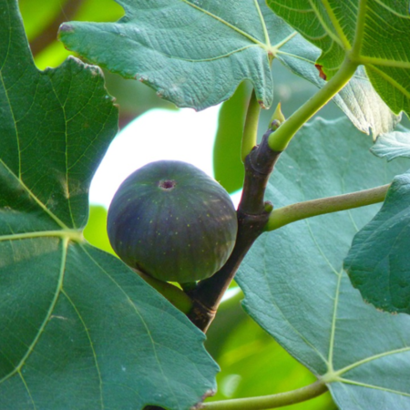 Vijgenboom 'Goutte d'Or'