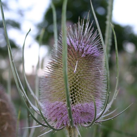 Grote Kaardebol (zaden)