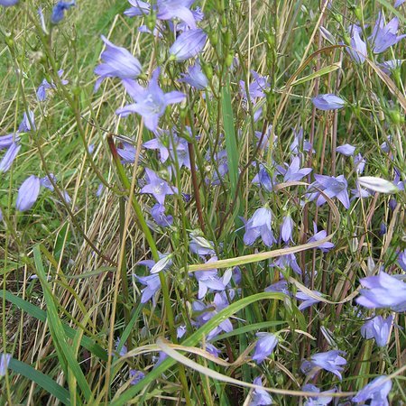 Ecoflora Campanula Rapunculus