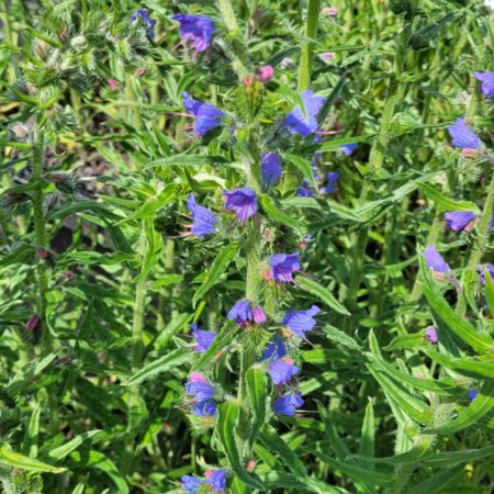 Echium vulgare