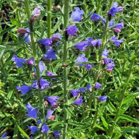 Echium vulgare