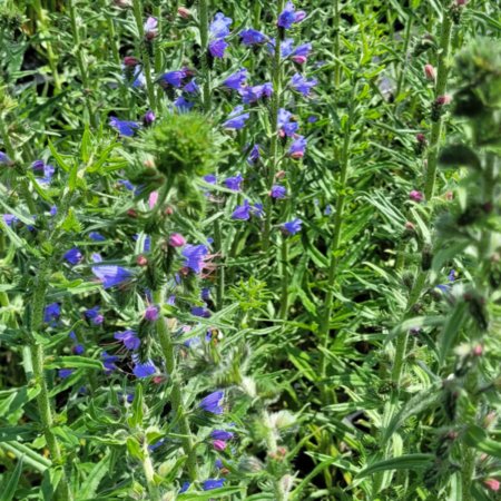 Echium vulgare