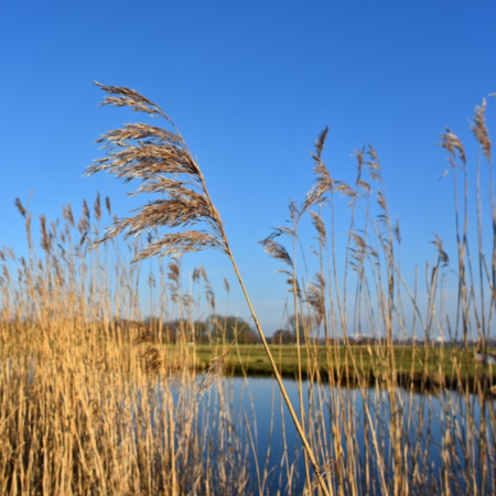 Phragmites australis