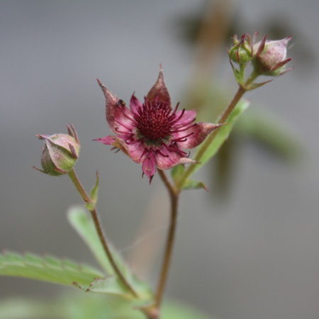 Comarum palustris