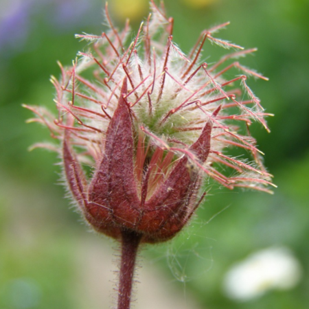 Comarum palustris