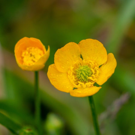 Ranunculus acris