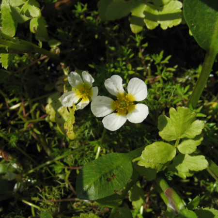 Ranunculus aquatilis