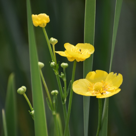 Ranunculus lingua