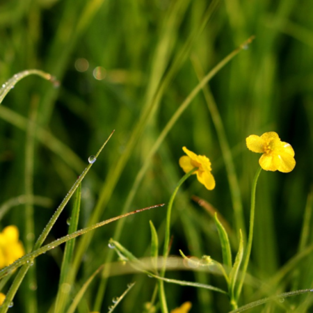 Ranunculus lingua