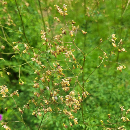 Thalictrum minus