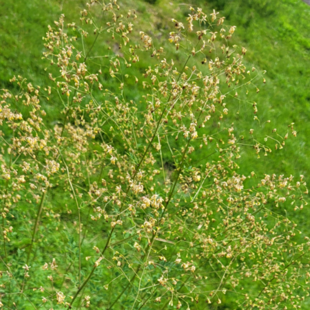 Thalictrum minus