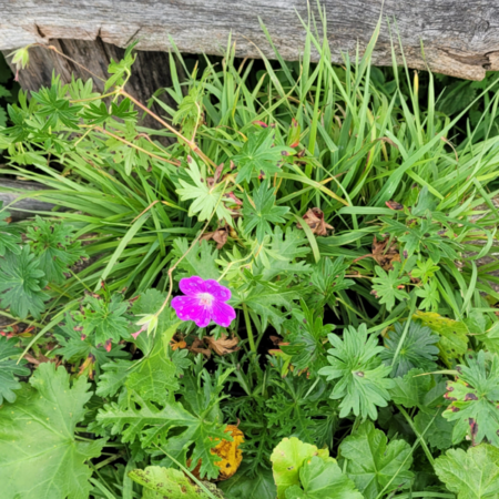 Border voor volle zon - roze