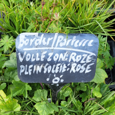 Border voor volle zon - roze