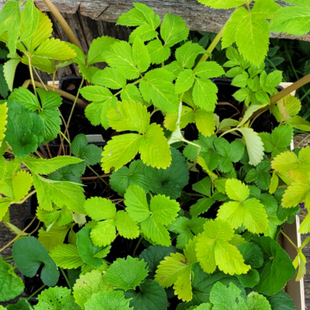 Parterre mi-ombre - plantes comestibles