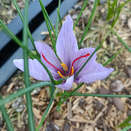 Crocus sativus (bulbe)