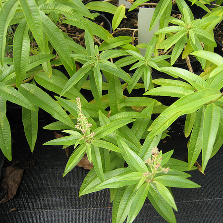 Ecoflora Aloysia Triphylla