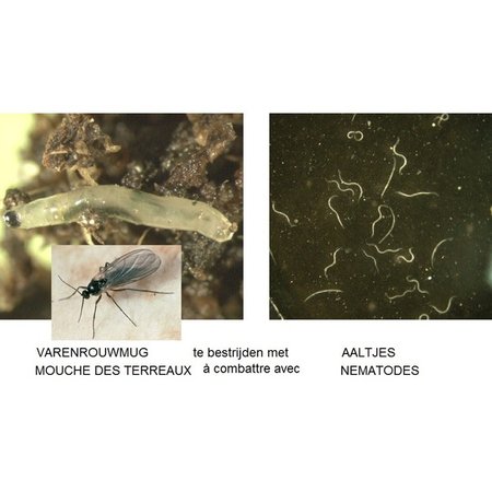 Nématodes contre la mouche des terreaux –