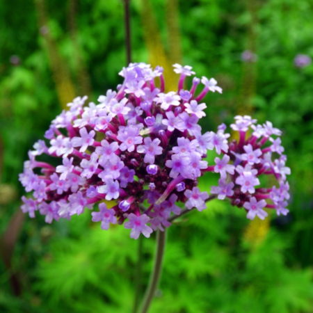 Verbena bonariensis