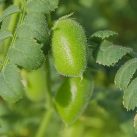 Lentilles beluga biologique et reproductible