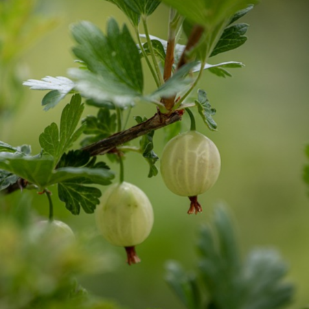 Stekelbes 'Lady Delamère'