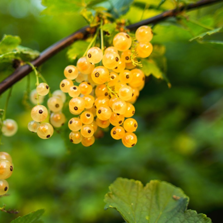 Witte bes 'Cerise Blanche'