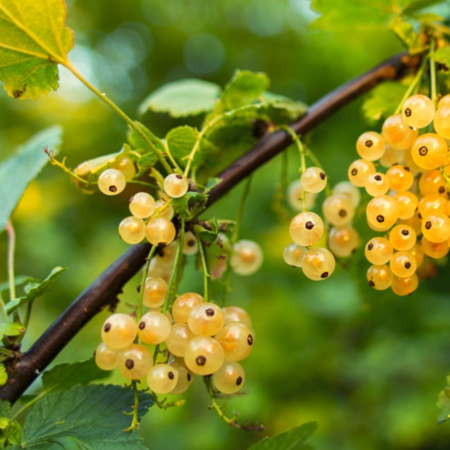 Witte bes 'Cerise Blanche'