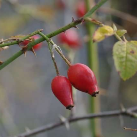 Rosa Balsamica