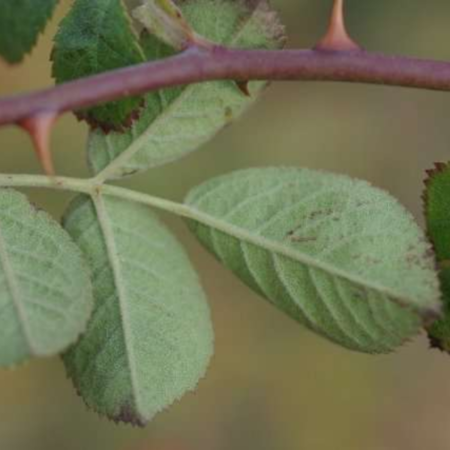 Rosa Balsamica