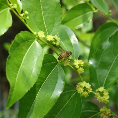 Dadelboom, Chinese