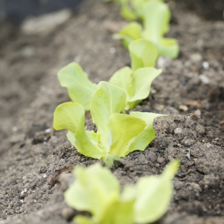 Kit semences: mon petit potager