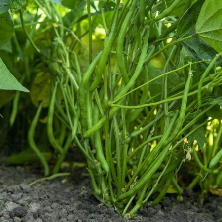 Zadenpakket: moestuin incl. boekje