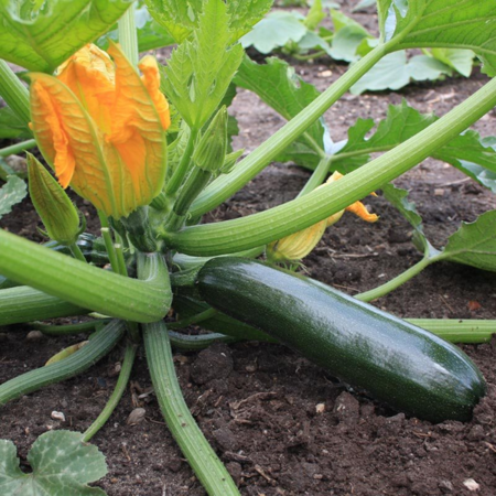 Zadenpakket: moestuin incl. boekje